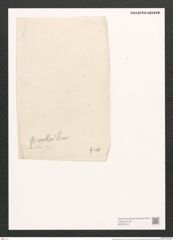 Amphora greundleri Grun. (de-Toni-Nr.: Genus 36, Species 1659) Zeichnungen Sammlung Grunow (NHMW-BOT-W0370614)